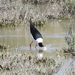 Himantopus leucocephalus at Birdsville, QLD - 21 Aug 2025 12:15 PM