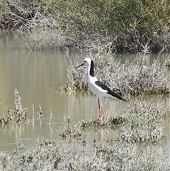Himantopus leucocephalus at Birdsville, QLD - 21 Aug 2025 12:15 PM