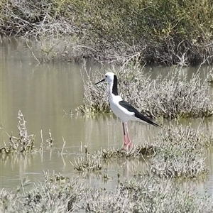 Himantopus leucocephalus at Birdsville, QLD - 21 Aug 2025 12:15 PM