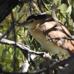 Nycticorax caledonicus (Nankeen Night-Heron) at Birdsville, QLD - 21 Aug 2025 by HelenCross