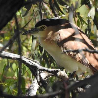 Nycticorax caledonicus (Nankeen Night-Heron) at Birdsville, QLD - 21 Aug 2025 by HelenCross