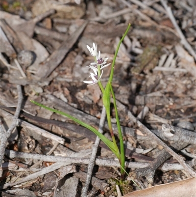 Wurmbea dioica subsp. dioica at Gherang, VIC - 5 Sep 2025 by WendyEM