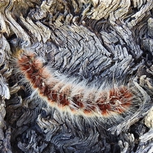 Anthela varia (Hairy Mary) at Birdsville, QLD - 21 Aug 2025 by HelenCross