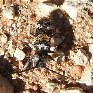 Lamiinae (family) (Flat-faced Longhorn Beetle) at Birdsville, QLD - 21 Aug 2025 by HelenCross