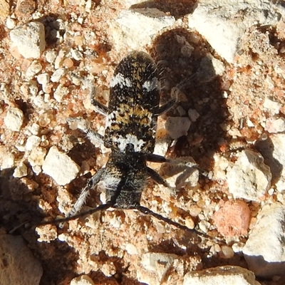 Lamiinae (family) (Flat-faced Longhorn Beetle) at Birdsville, QLD - 21 Aug 2025 by HelenCross