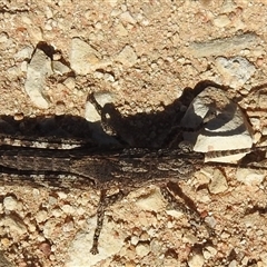 Coryphistes ruricola (Bark-mimicking Grasshopper) at Birdsville, QLD - 21 Aug 2025 by HelenCross