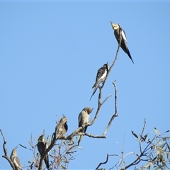 Nymphicus hollandicus (Cockatiel) at Birdsville, QLD - 20 Aug 2025 by HelenCross