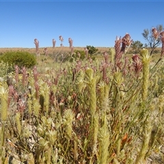 Ptilotus polystachyus at Birdsville, QLD - 21 Aug 2025 by HelenCross