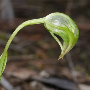 Pterostylis nutans at Gherang, VIC - suppressed