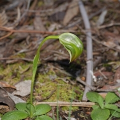 Pterostylis nutans at Gherang, VIC - suppressed
