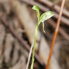 Bunochilus sp. at Gherang, VIC - 5 Sep 2025 by WendyEM