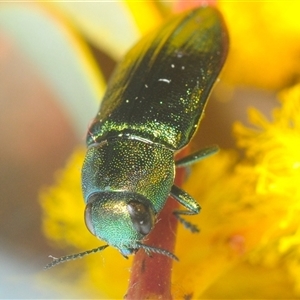 Melobasis obscurella (Obscurella jewel beetle) at Yarralumla, ACT - 7 Sep 2025 by Harrisi