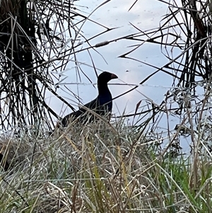 Porphyrio melanotus (Australasian Swamphen) at Fadden, ACT - 5 Sep 2025 by mjc