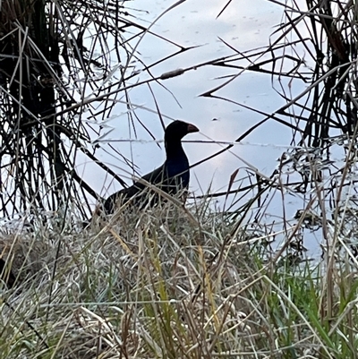 Porphyrio melanotus (Australasian Swamphen) at Fadden, ACT - 5 Sep 2025 by mjc