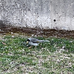 Manorina melanocephala (Noisy Miner) at Macarthur, ACT - 5 Sep 2025 by mjc