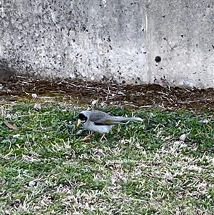 Manorina melanocephala at Macarthur, ACT - 5 Sep 2025 05:02 PM