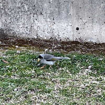 Manorina melanocephala (Noisy Miner) at Macarthur, ACT - 5 Sep 2025 by mjc