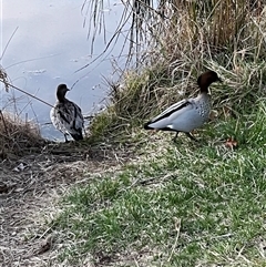 Chenonetta jubata (Australian Wood Duck) at Fadden, ACT - 5 Sep 2025 by mjc