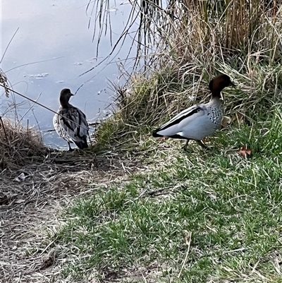 Chenonetta jubata (Australian Wood Duck) at Fadden, ACT - 5 Sep 2025 by mjc