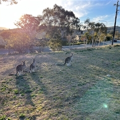 Macropus giganteus (Eastern Grey Kangaroo) at Fadden, ACT - 5 Sep 2025 by mjc