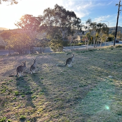 Macropus giganteus (Eastern Grey Kangaroo) at Fadden, ACT - 5 Sep 2025 by mjc