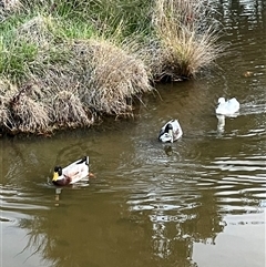 Anas platyrhynchos (Mallard (Domestic Type)) at Fadden, ACT - 5 Sep 2025 by mjc