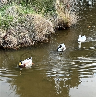 Anas platyrhynchos (Mallard (Domestic Type)) at Fadden, ACT - 5 Sep 2025 by mjc
