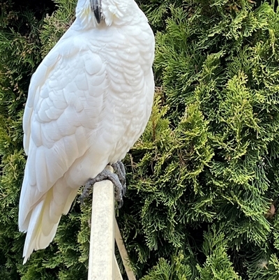 Cacatua galerita (Sulphur-crested Cockatoo) at Macarthur, ACT - 4 Sep 2025 by mjc