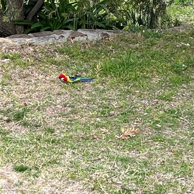 Platycercus eximius (Eastern Rosella) at Macarthur, ACT - 3 Sep 2025 by mjc