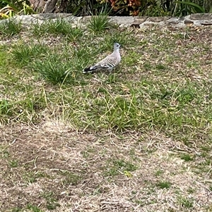 Ocyphaps lophotes (Crested Pigeon) at Macarthur, ACT - 3 Sep 2025 by mjc