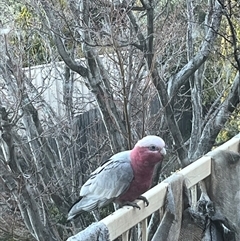Eolophus roseicapilla (Galah) at Macarthur, ACT - 30 Aug 2025 by mjc