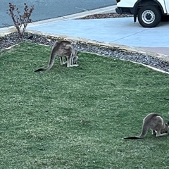 Macropus giganteus (Eastern Grey Kangaroo) at Macarthur, ACT - 30 Aug 2025 by mjc