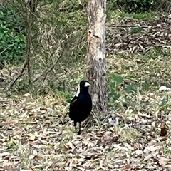Gymnorhina tibicen (Australian Magpie) at Fadden, ACT - 24 Aug 2025 by mjc