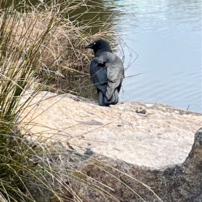 Corvus coronoides (Australian Raven) at Macarthur, ACT - 26 Aug 2025 by mjc