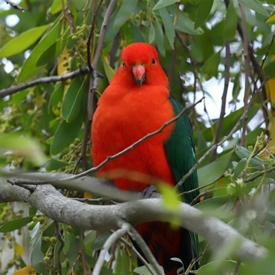 Alisterus scapularis (Australian King-Parrot) at Yarralumla, ACT - 7 Sep 2025 by TimL