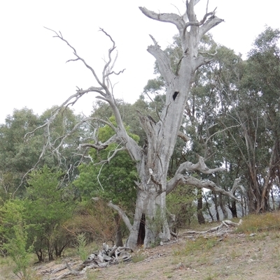 Eucalyptus sp. (dead tree) (Dead Hollow-bearing Eucalypt) at Theodore, ACT - 23 Jan 2025 by MichaelBedingfield