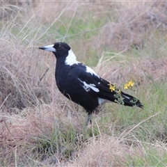 Gymnorhina tibicen (Australian Magpie) at Theodore, ACT - 23 Jan 2025 by MichaelBedingfield