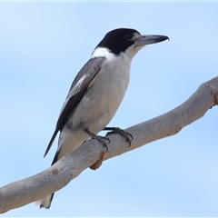 Cracticus torquatus (Grey Butcherbird) at Yarralumla, ACT - 7 Sep 2025 by TimL