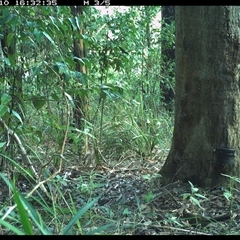Psophodes olivaceus (Eastern Whipbird) at Lower Pappinbarra, NSW - 10 Oct 2024 by dave@kerrie