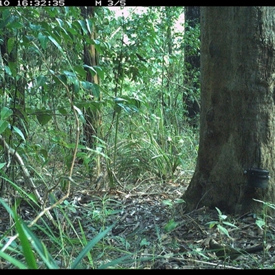 Psophodes olivaceus (Eastern Whipbird) at Lower Pappinbarra, NSW - 10 Oct 2024 by dave@kerrie