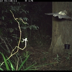 Microchiroptera (suborder) at Lower Pappinbarra, NSW - 12 Oct 2024 by dave@kerrie