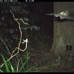 Microchiroptera (suborder) at Lower Pappinbarra, NSW - 12 Oct 2024 by dave@kerrie