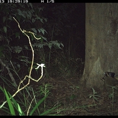 Trichosurus vulpecula (Common Brushtail Possum) at Lower Pappinbarra, NSW - 13 Oct 2024 by dave@kerrie