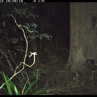 Trichosurus vulpecula (Common Brushtail Possum) at Lower Pappinbarra, NSW - 13 Oct 2024 by dave@kerrie