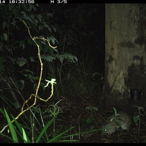 Isoodon macrourus (Northern Brown Bandicoot) at Lower Pappinbarra, NSW - 14 Oct 2024 by dave@kerrie