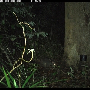 Trichosurus caninus (Mountain Brushtail Possum) at Lower Pappinbarra, NSW - 15 Oct 2024 by dave@kerrie