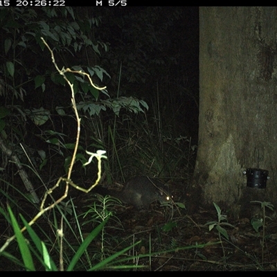 Trichosurus caninus (Mountain Brushtail Possum) at Lower Pappinbarra, NSW - 15 Oct 2024 by dave@kerrie
