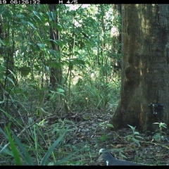 Leucosarcia melanoleuca (Wonga Pigeon) at Lower Pappinbarra, NSW - 19 Oct 2024 by dave@kerrie