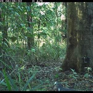 Leucosarcia melanoleuca (Wonga Pigeon) at Lower Pappinbarra, NSW - 19 Oct 2024 by dave@kerrie