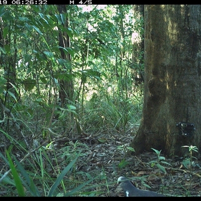 Leucosarcia melanoleuca (Wonga Pigeon) at Lower Pappinbarra, NSW - 19 Oct 2024 by dave@kerrie